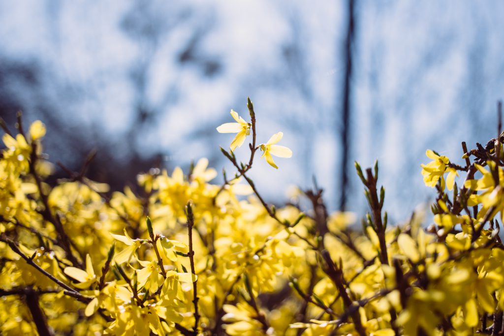 Yellow flowers 3 - free stock photo