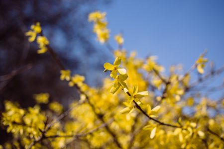 Yellow flowers 4 - free stock photo
