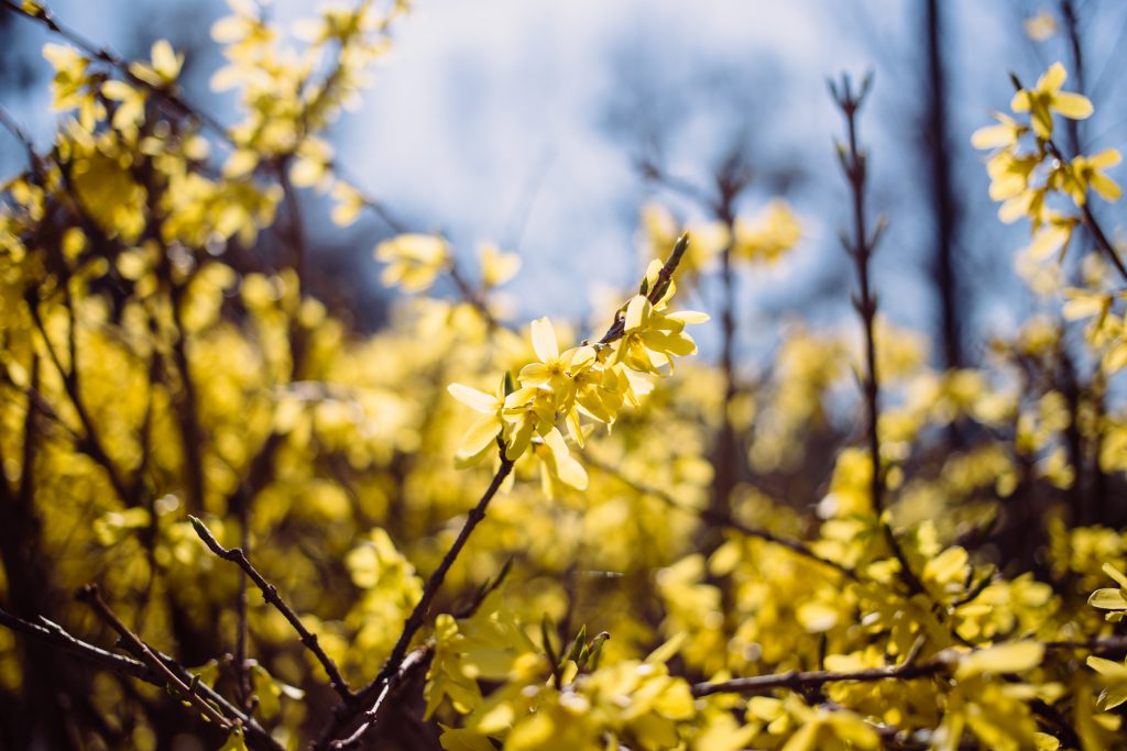 yellow flowers 5 1024x683 - Design Ideas To Help You Be Appear Far better