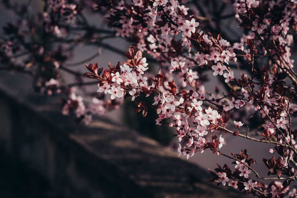 Cherry tree blossom - free stock photo