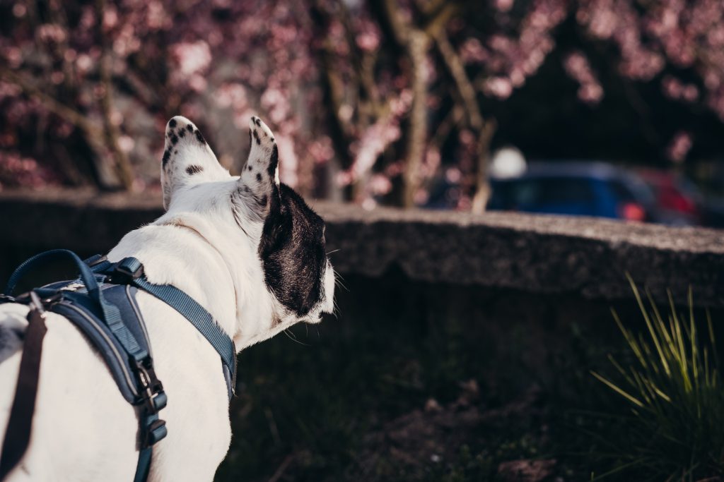 French Bulldog in a harness - free stock photo