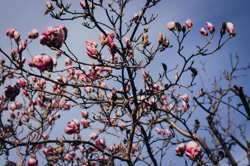 Magnolia tree blossom - free stock photo
