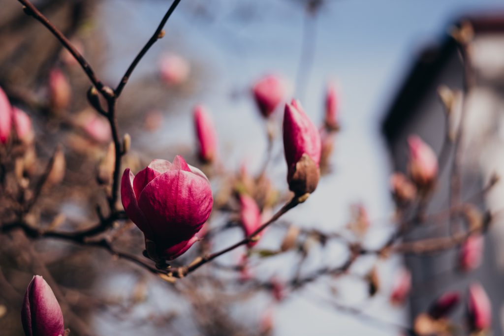 Magnolia tree blossom closeup - free stock photo