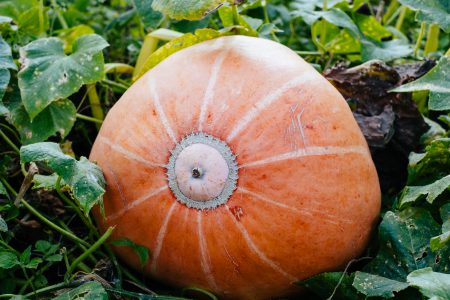 Big orange pumpkin in the garden - free stock photo