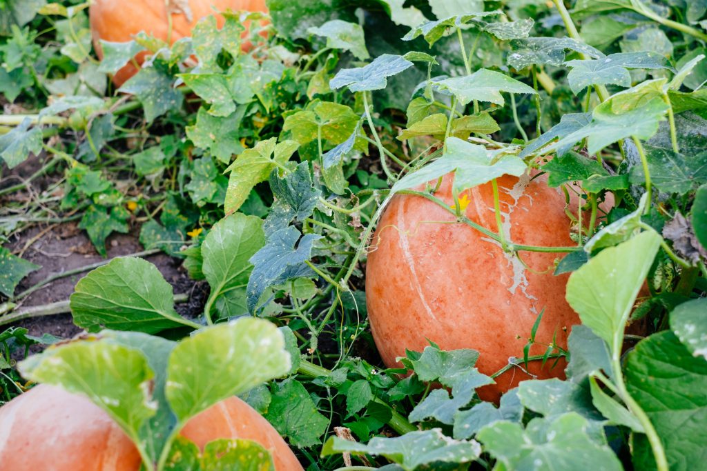 big_orange_pumpkins_in_the_garden-1024x683.jpg