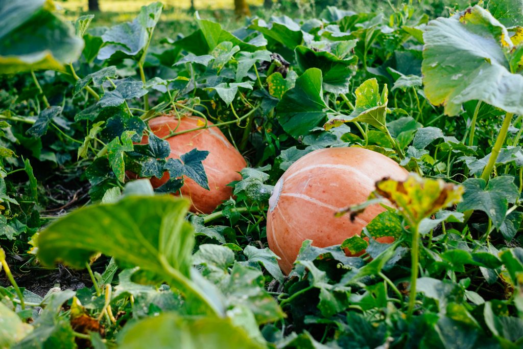 big_orange_pumpkins_in_the_garden_2-1024