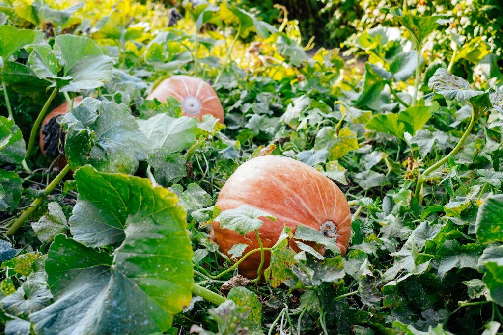 big_orange_pumpkins_in_the_garden_3-1024x683.jpg