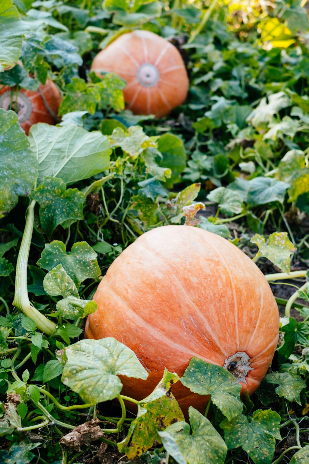 Big orange pumpkins in the garden 4 - free stock photo