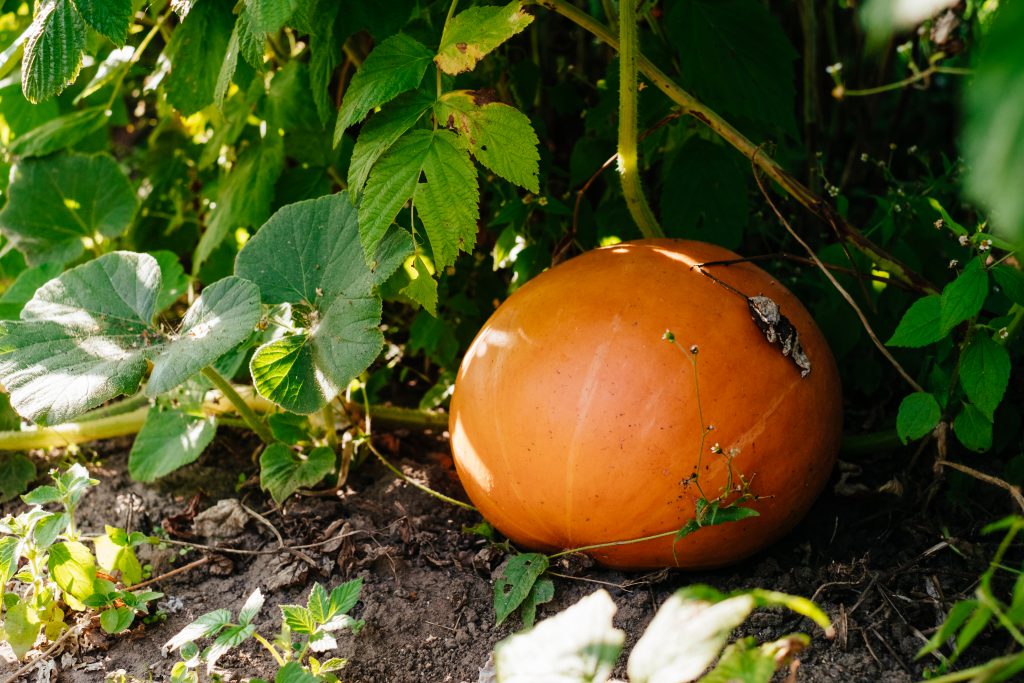 Orange pumpkin in the garden - free stock photo