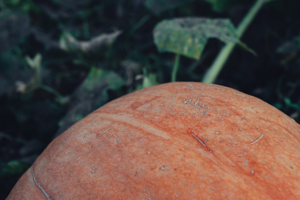 Orange pumpkin in the garden closeup faded - free stock photo