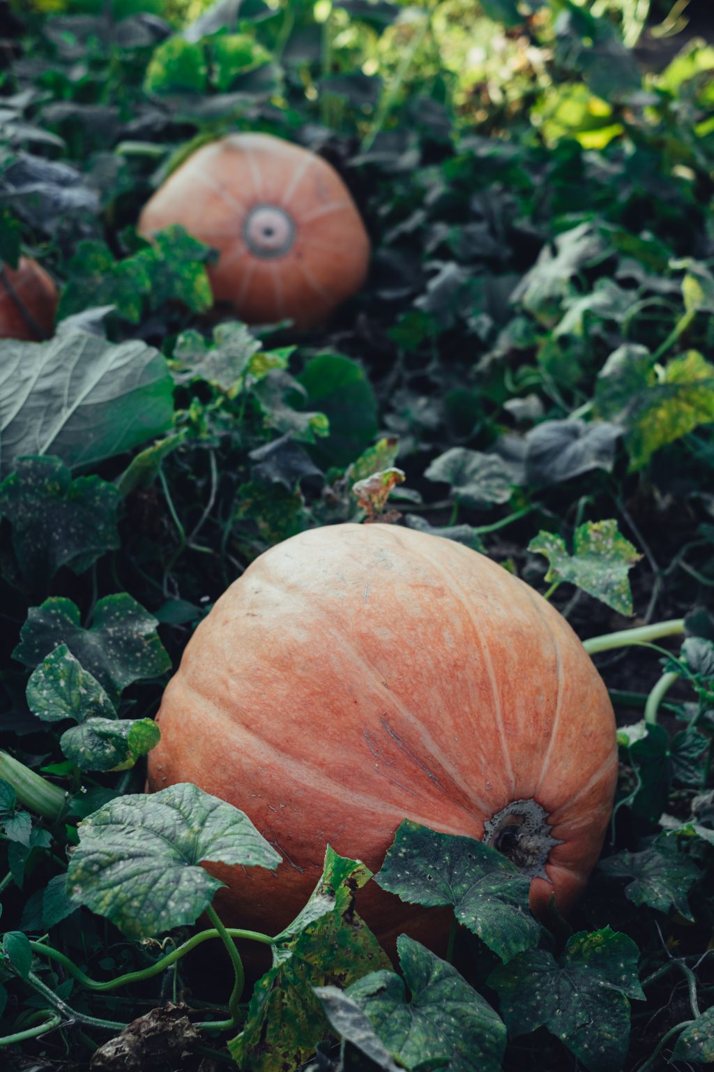 Orange pumpkins in the garden faded - free stock photo