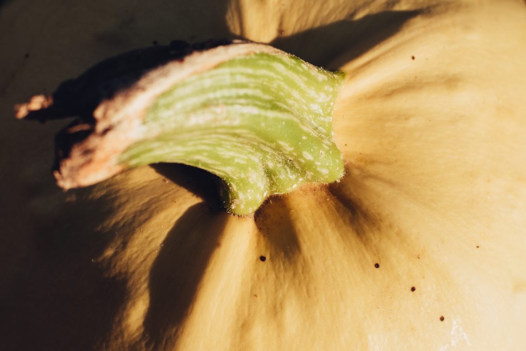 pale_yellow_pumpkin_closeup_2-1024x683.jpg