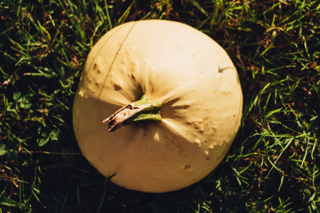 Pale yellow pumpkin on the grass - free stock photo