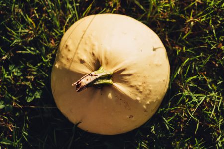 Pale yellow pumpkin on the grass - free stock photo