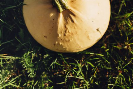 Pale yellow pumpkin on the grass 2 - free stock photo