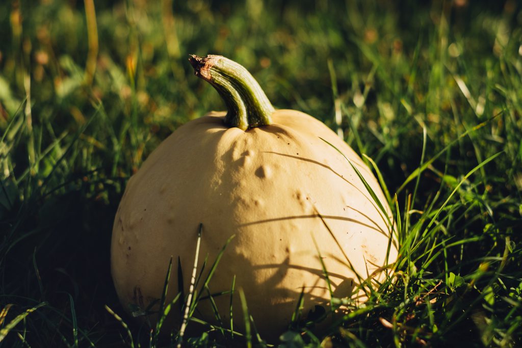 Pale yellow pumpkin on the grass 3 - free stock photo