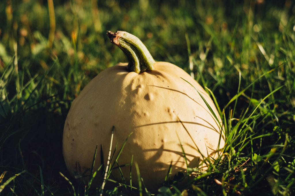 pale_yellow_pumpkin_on_the_grass_3-1024x683.jpg