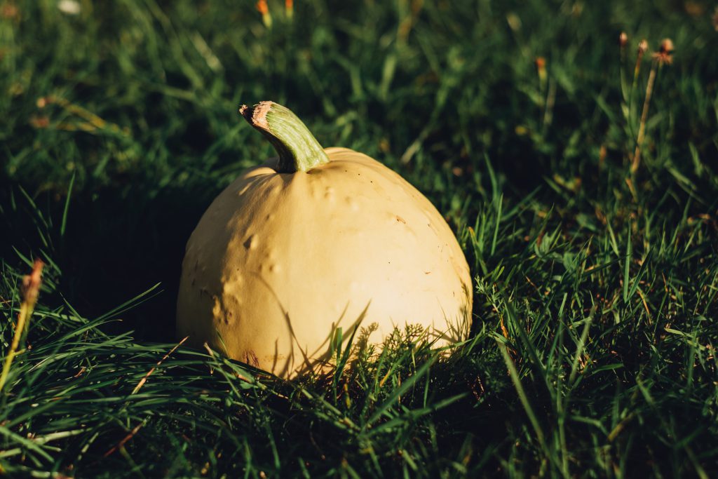 Pale yellow pumpkin on the grass 4 - free stock photo