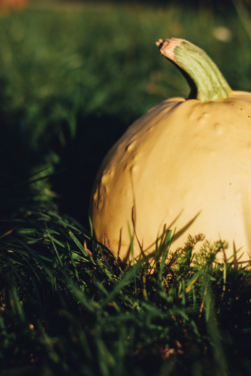 Pale yellow pumpkin on the grass 5 - free stock photo