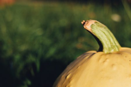Pale yellow pumpkin on the grass 5 - free stock photo