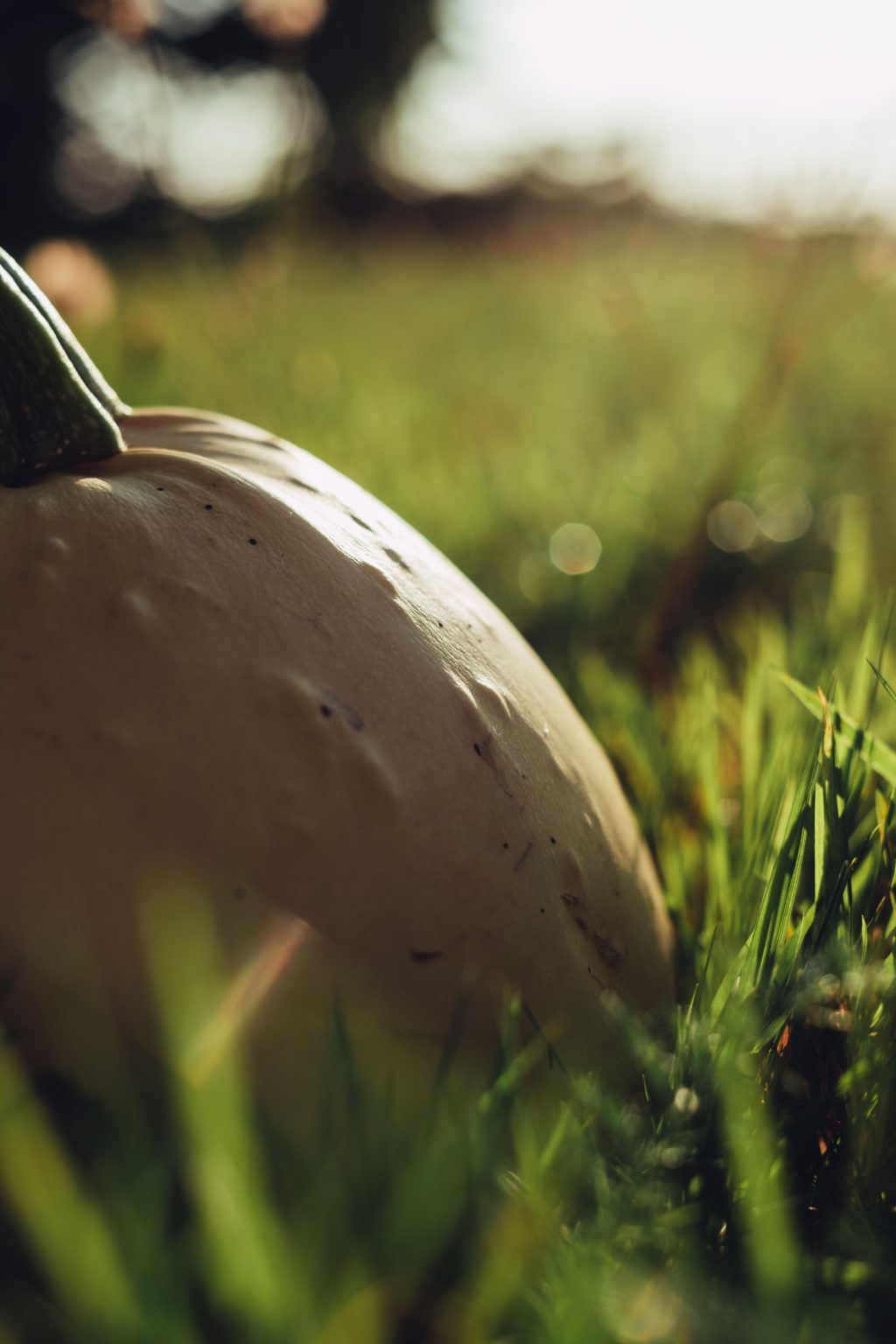 Pale yellow pumpkin on the grass 7 - free stock photo