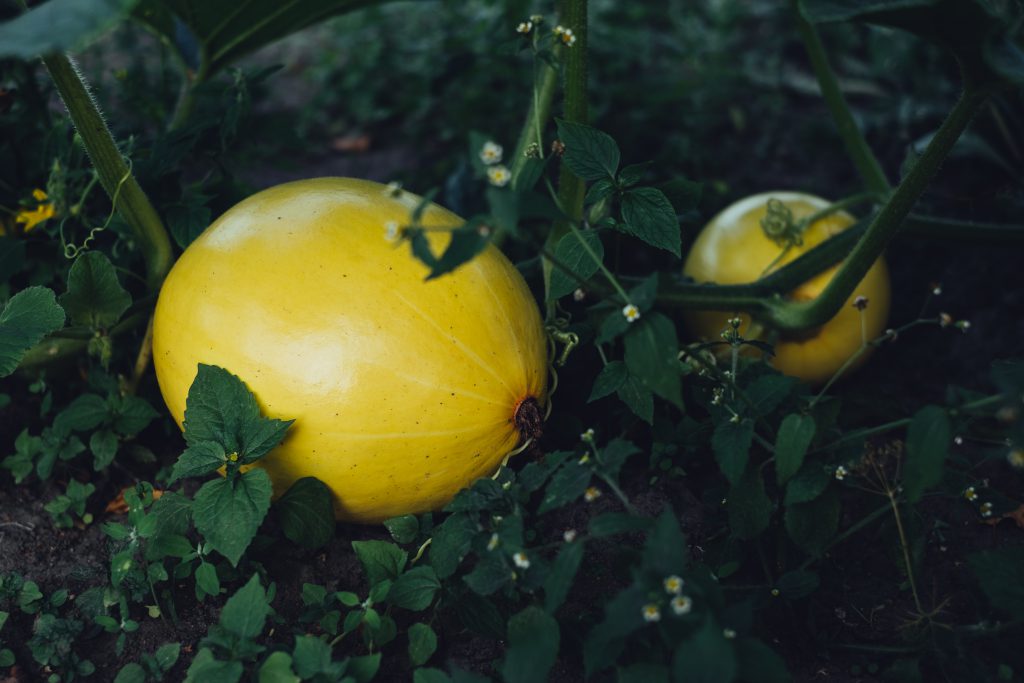Yellow pumpkins in the garden faded - free stock photo