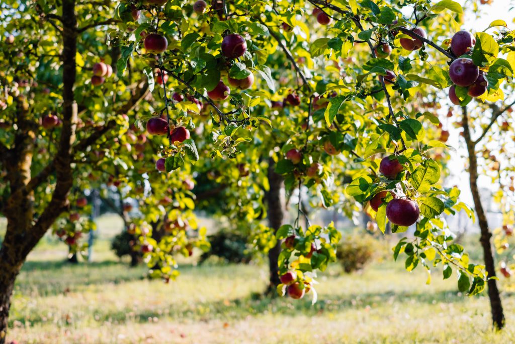 Apple orchard - free stock photo