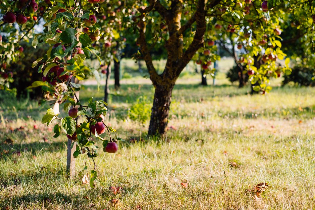 Apple orchard 2 - free stock photo