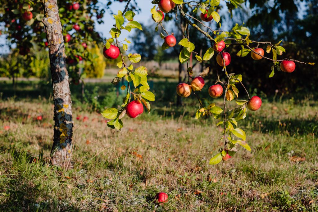 Apple orchard 3 - free stock photo