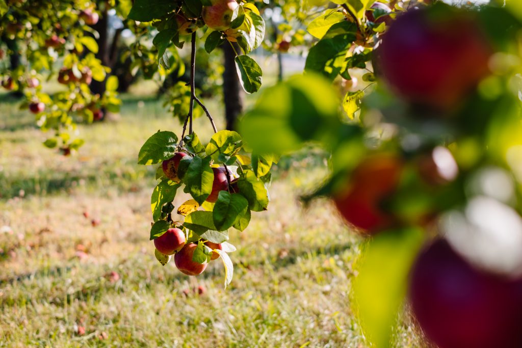 Apple orchard 4 - free stock photo