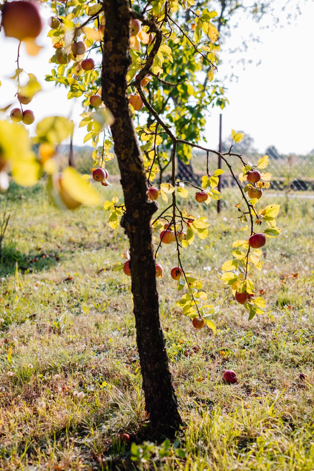 Apple tree 2 - free stock photo