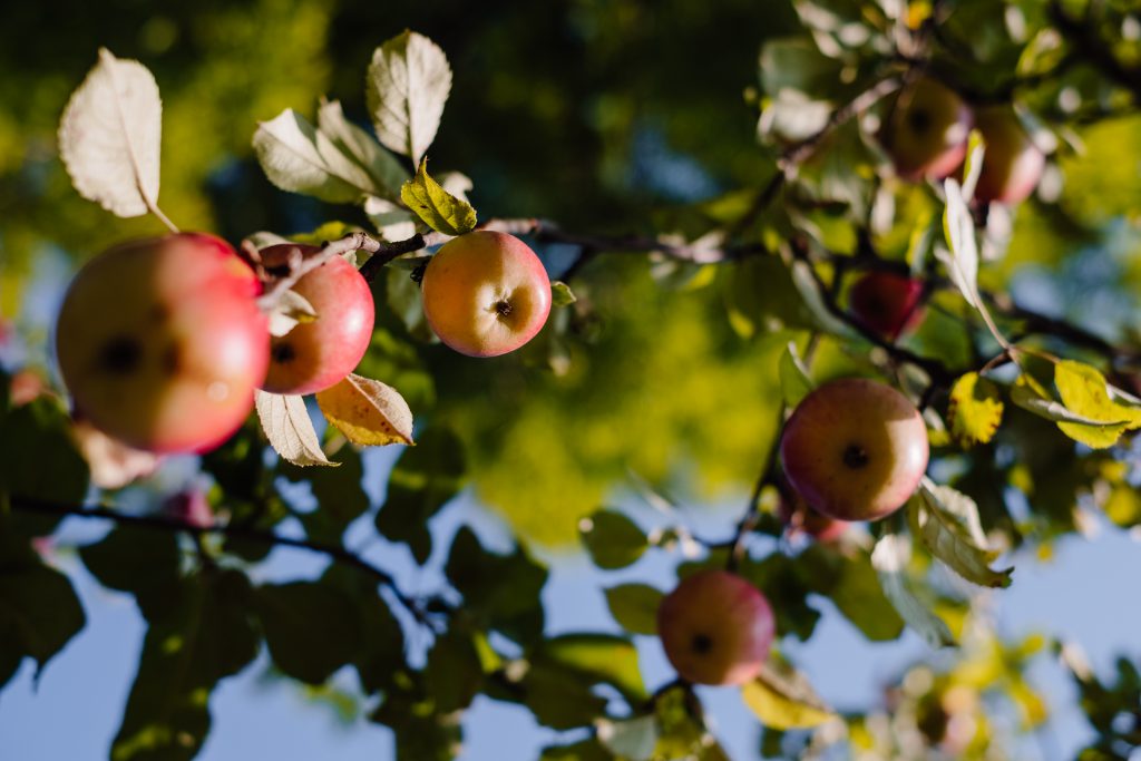 Apples on a tree - free stock photo
