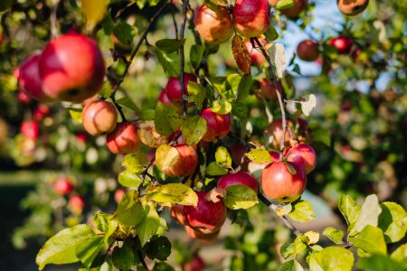 Apples on a tree 2 - free stock photo
