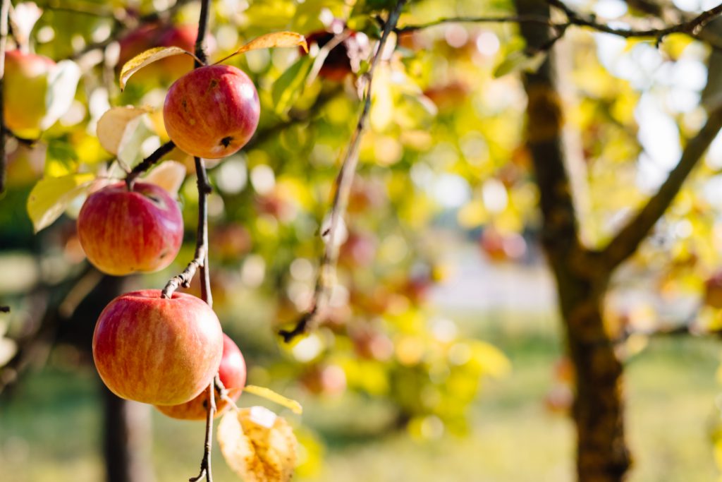 Apples on a tree 3 - free stock photo