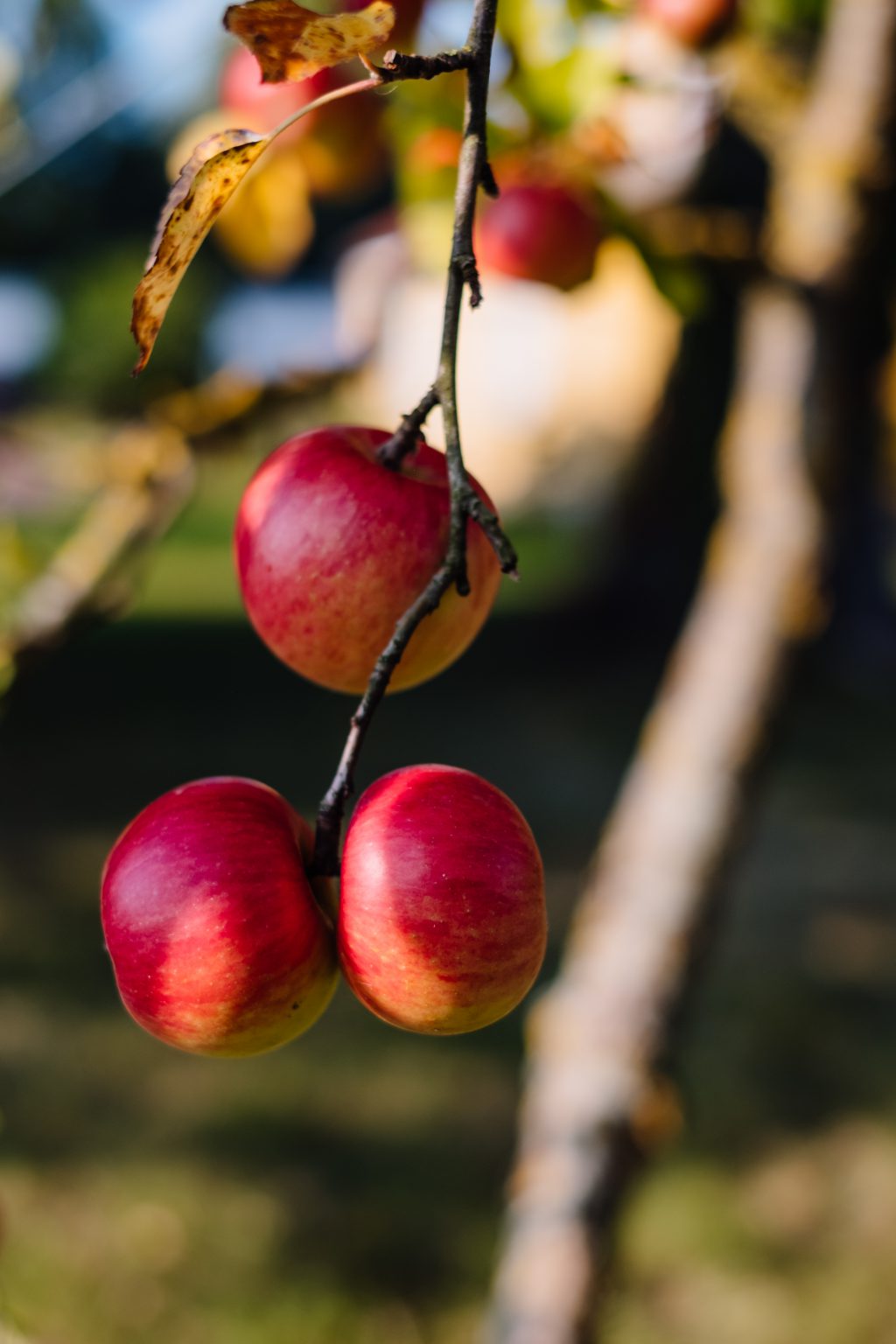 Apples on a tree 4 - free stock photo