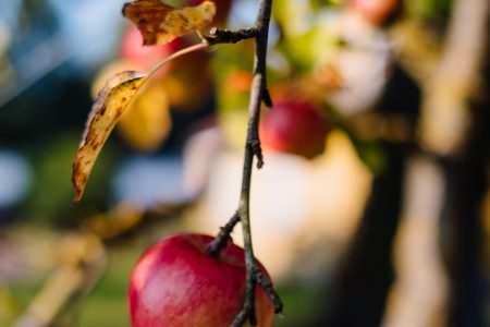 Apples on a tree 4 - free stock photo
