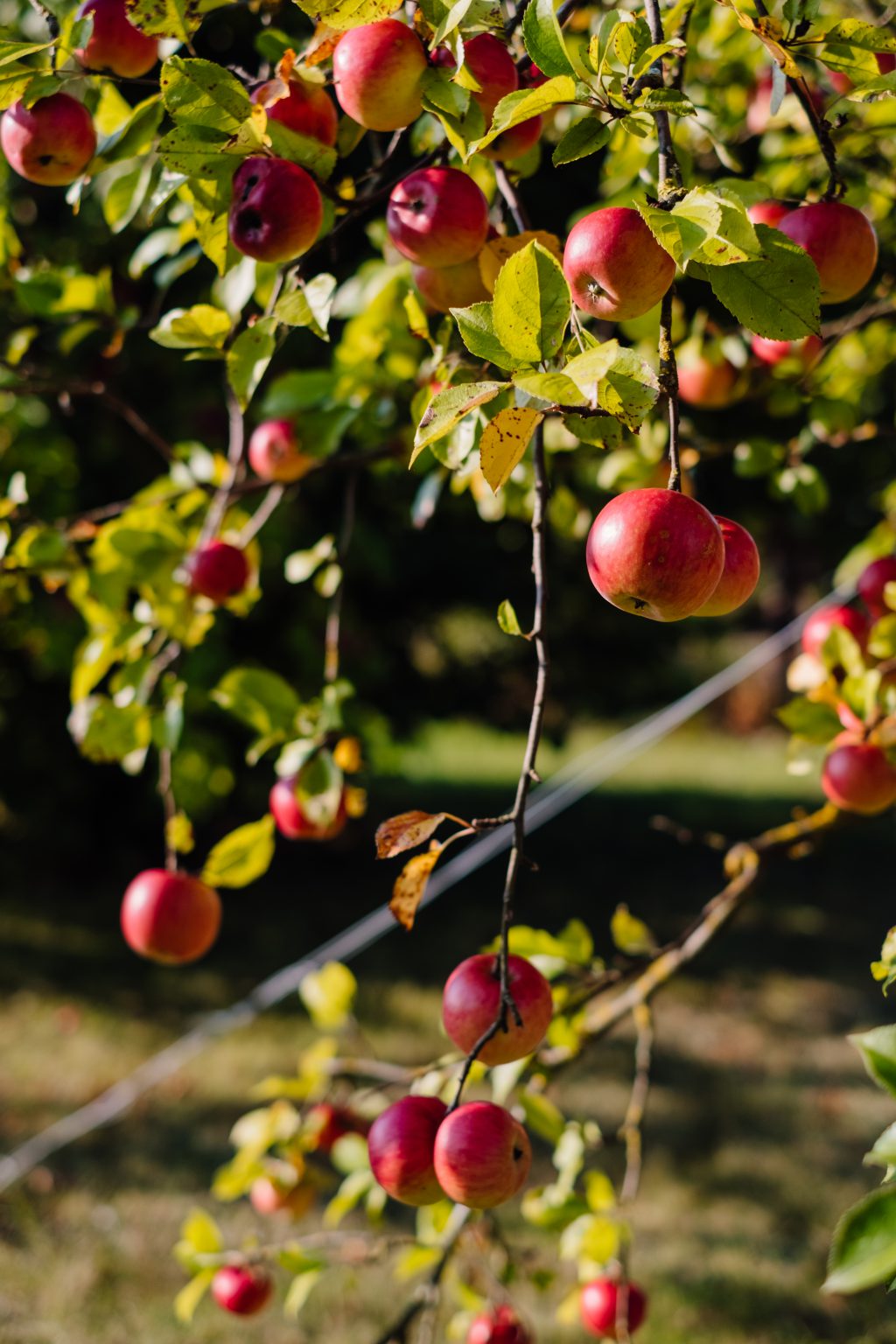 Apples on a tree 5 - free stock photo