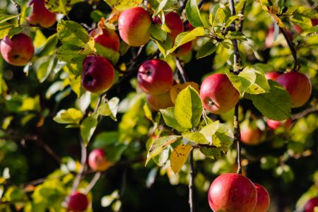 Apples on a tree 5 - free stock photo