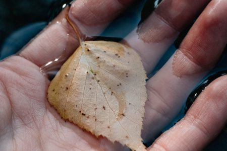 Autumn leaf on the hand in water - free stock photo