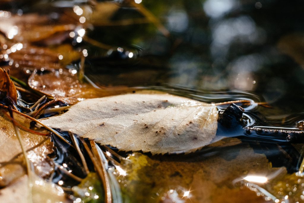 Autumn leaves in the water - free stock photo