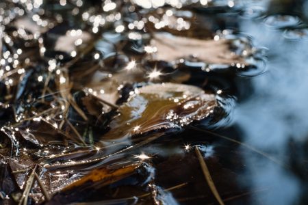 Autumn leaves in the water 2 - free stock photo