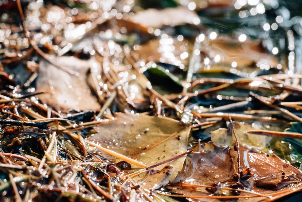 Autumn leaves in the water 3 - free stock photo