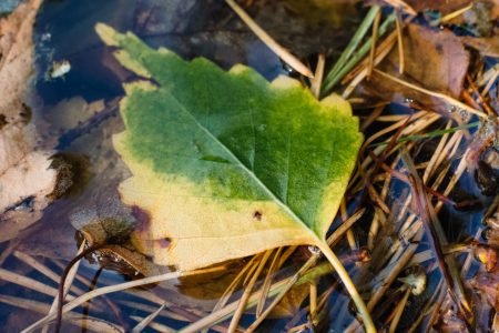 Autumn leaves in the water 4 - free stock photo
