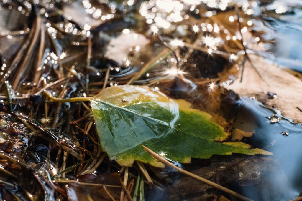 Autumn leaves in the water 5 - free stock photo