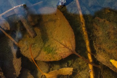 Autumn leaves under water - free stock photo