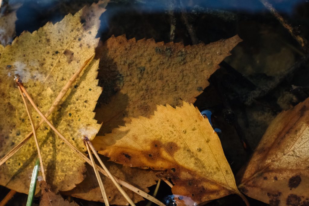 Autumn leaves under water 2 - free stock photo