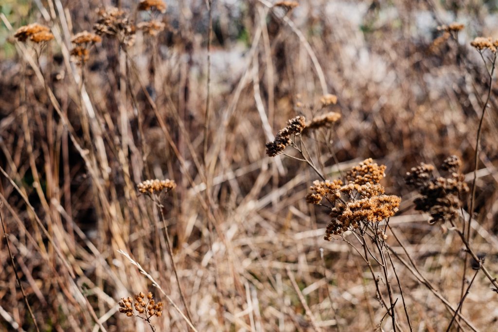 Dried wild weed - free stock photo