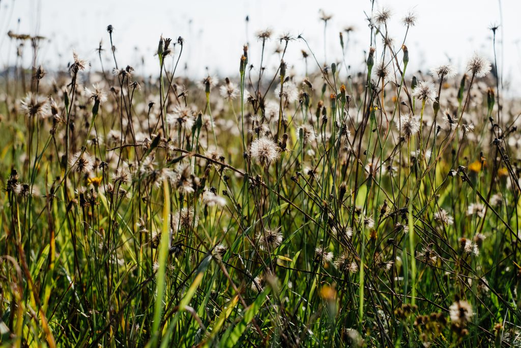 Dried wild weed 3 - free stock photo