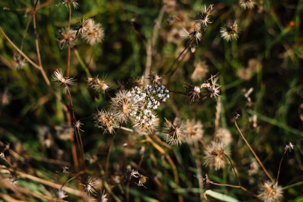 Dried wild weed closeup - free stock photo