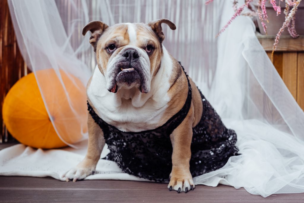 English Bulldog dress up for Halloween - free stock photo